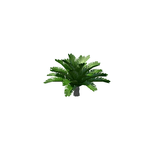 small palm5